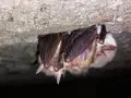 Kilka nietoperzy zwisa pod betonowym okapem. Zastanawiasz się, jak pozbyć się nietoperzy spod dachu?