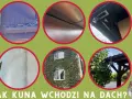 Szczegóły pokazujące, jak kuna wchodzi na dach: dachówki, rynny, kamery, ściana, pnącza, drzewa.