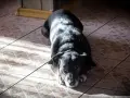 Czarny pies leży na kafelkach. Zastanawiasz się, czym spryskać podłogę, żeby pies nie sikał?