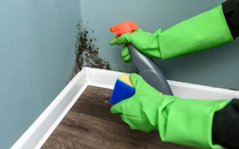 Ręce w zielonych rękawiczkach rozpylają środek na pleśń na ścianie i szorują ją gąbką.