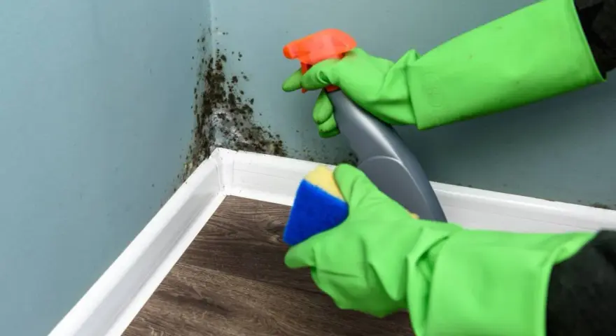 Ręce w zielonych rękawiczkach rozpylają środek na pleśń na ścianie i szorują ją gąbką.